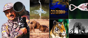 Thackeray to unveil first photo exhibit on top heart surgeon Dr Ramakanta Panda's 'wild-side'