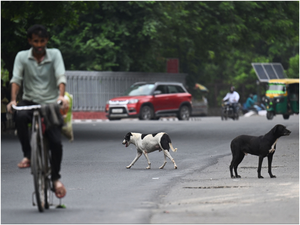 K’taka: Man rapes stray dog, gets thrashed by people