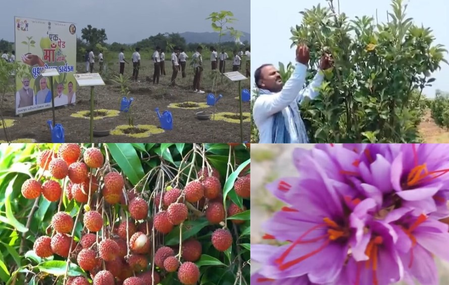 Apple farming in K'taka, saffron in Kerala: PM Modi showcases India's green success stories