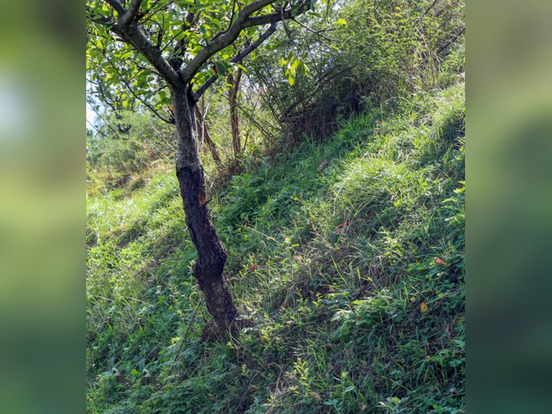 भारत वन क्षेत्र में वृद्धि दर्ज करवाते हुए दुनिया के चंद देशों में हुआ शामिल