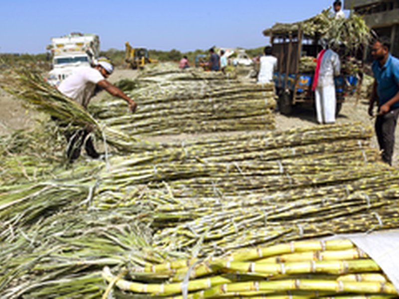 Revenues of sugar mills in India to rise 8 pc in FY26