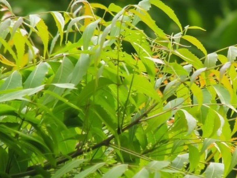 Neem tree Benefit 
