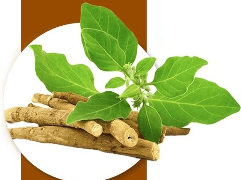 इम्यून सिस्टम को बूस्ट तो तनाव को छूमंतर करता है ये कमाल का ‘इंडियन विंटर चेरी’