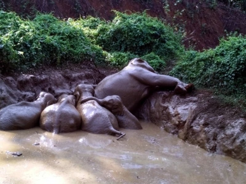 Carcasses of five wild elephants found in Kerala’s Ernakulam forests