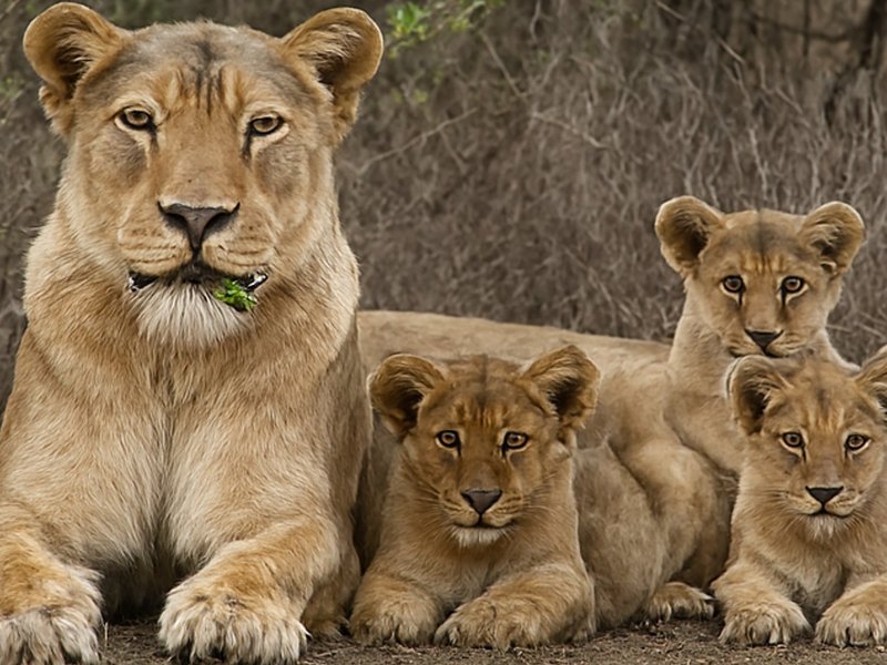 Gujarat: Barda wildlife sanctuary emerges as model for Asiatic lion conservation