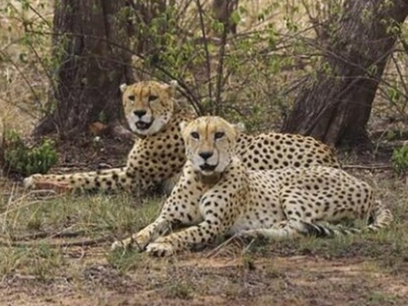 'Uninhibited and unchained': Jwala's 130-km dash puts India’s wildlife corridor to test