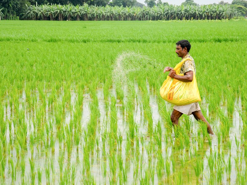 बीते एक दशक में यूरिया का उत्पादन 35 प्रतिशत बढ़ा, डीएपी के प्रोडक्शन में हुआ 44 प्रतिशत का इजाफा : केंद्र 