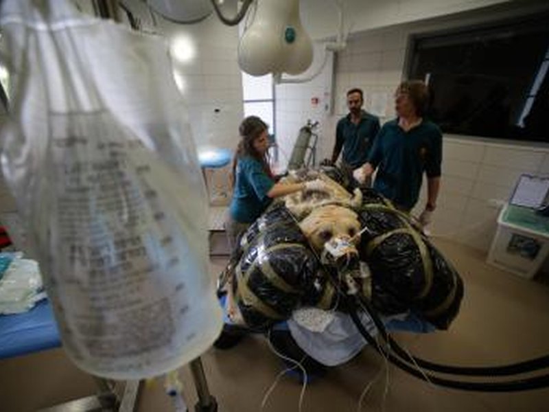 India launches 1st national guidelines for animal blood transfusion, blood banks 