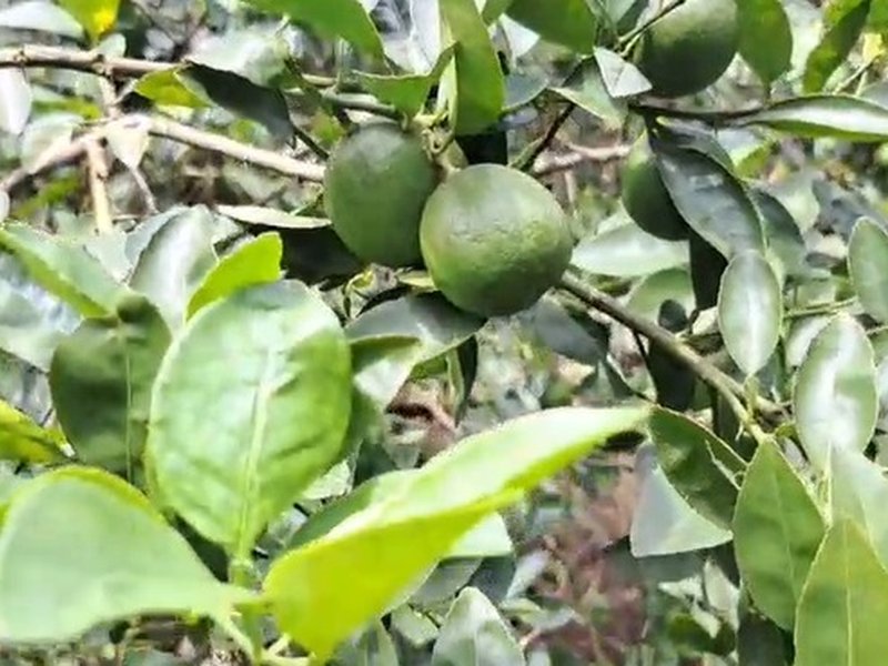ओडिशा के अंगुल के नींबू का अमेरिका को निर्यात शुरू, किसानों को होगा तगड़ा मुनाफा 