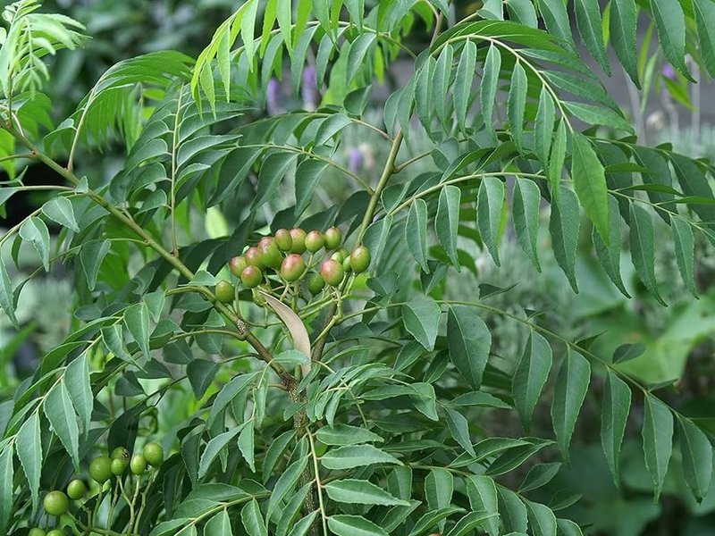 डायबिटीज से लेकर झड़ते बालों तक, करी पत्ता दे सभी परेशानियों से राहत