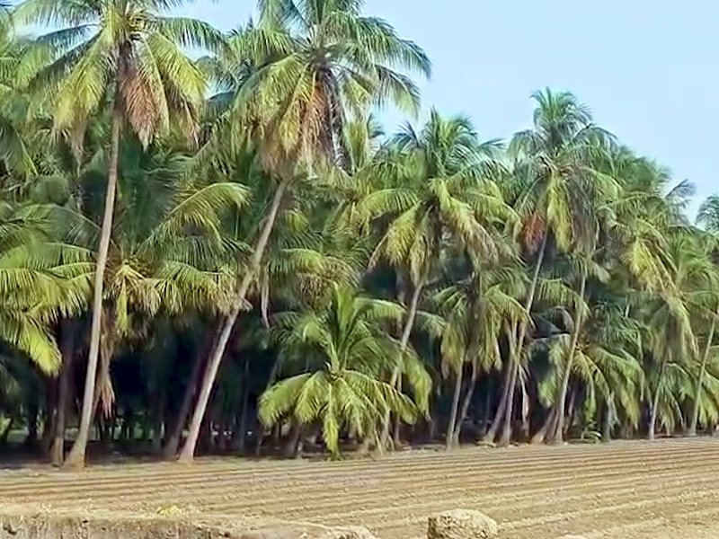 गुजरात में नारियल की खेती का नया रिकॉर्ड, सालाना उत्पादन 26.09 करोड़ यूनिट के पार