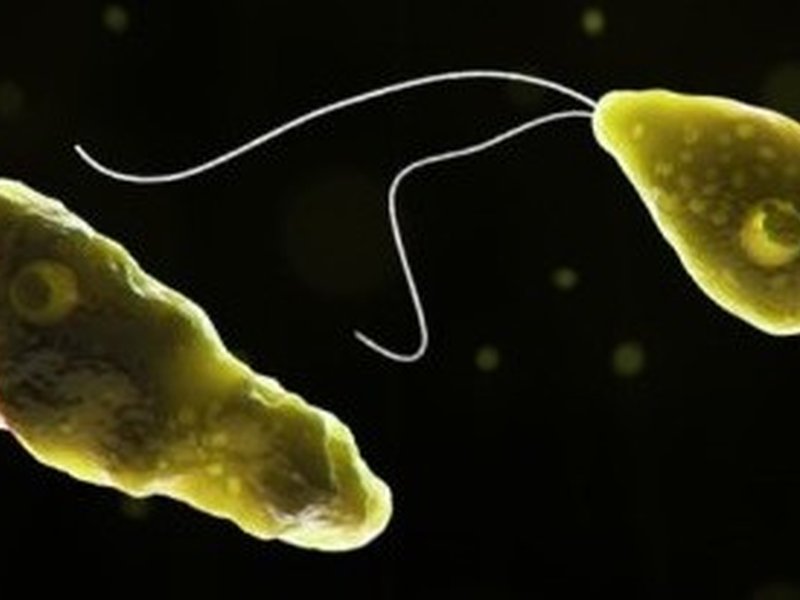 Man dies of brain-eating amoebic infection in Kerala; 6th death in a month