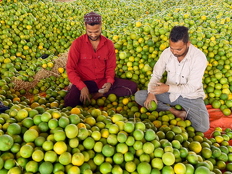 Clean Plant Programme to strengthen India’s horticulture, empower farmers