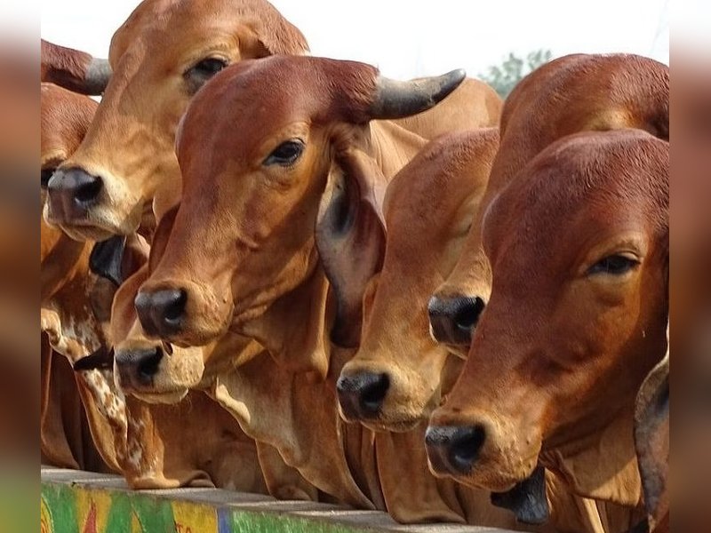 डेयरी सेक्टर को मिली सौगात, 947 करोड़ रुपए के प्रोजेक्ट्स का हुआ उद्घाटन 