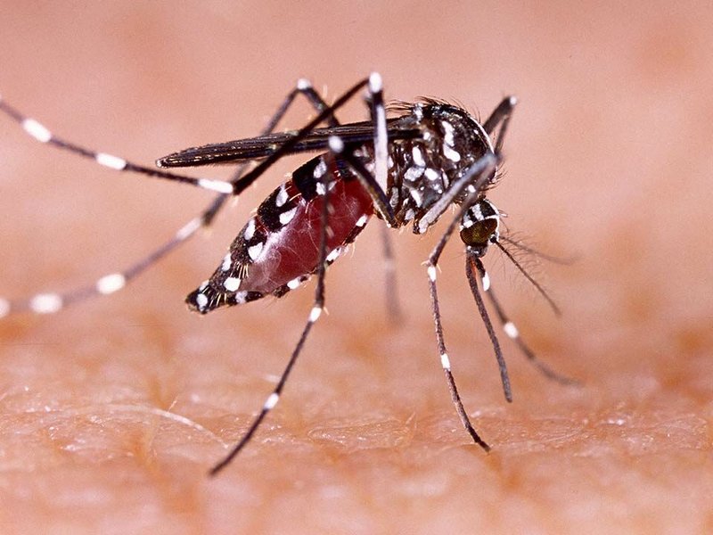 デング熱でさらに4人死亡、2025年の死者数は249人に増加