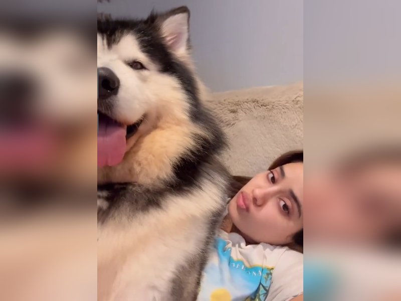 Janhvi Kapoor plays with her pet husky, shares a cute and funny video - IANS LIVE