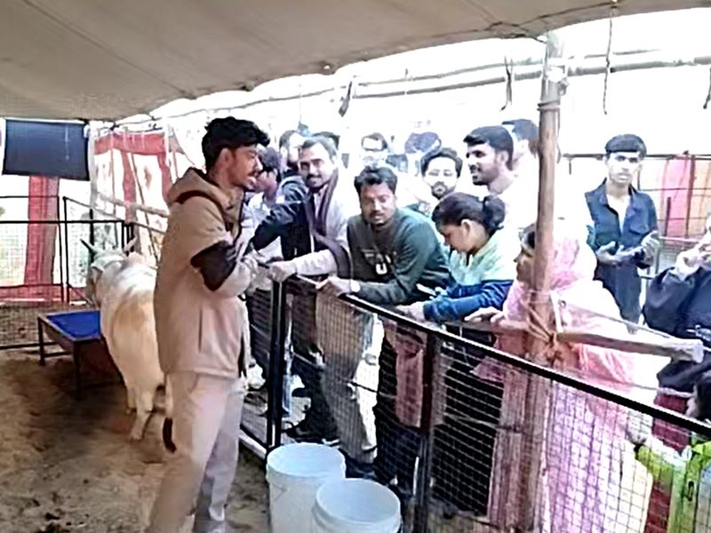 पुष्कर मेले में पुंगनूर नस्ल की गाय बनी आकर्षण का केंद्र