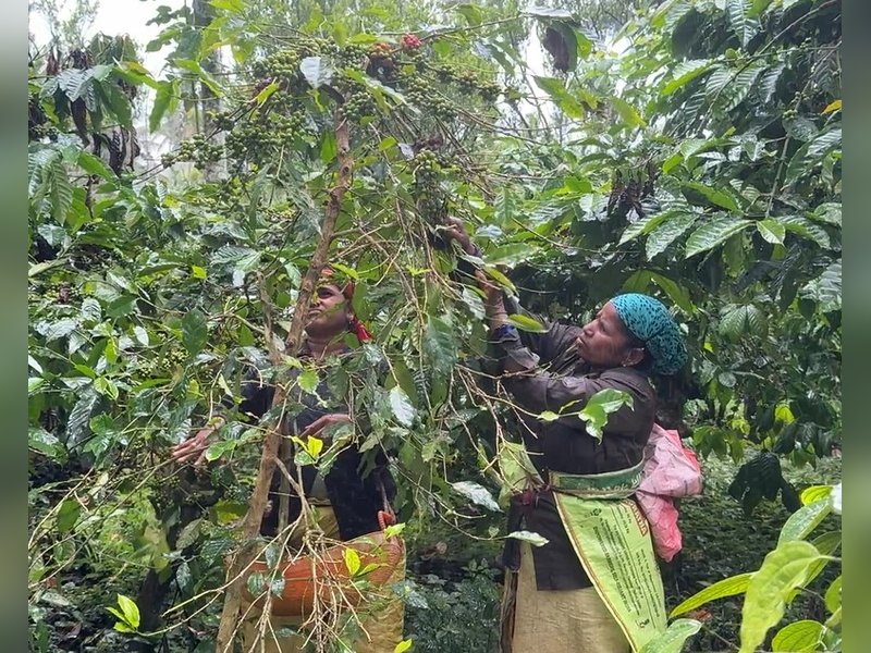 प्रधानमंत्री मोदी की प्रशंसा से कर्नाटक के कॉफी उत्पादक उत्साहित