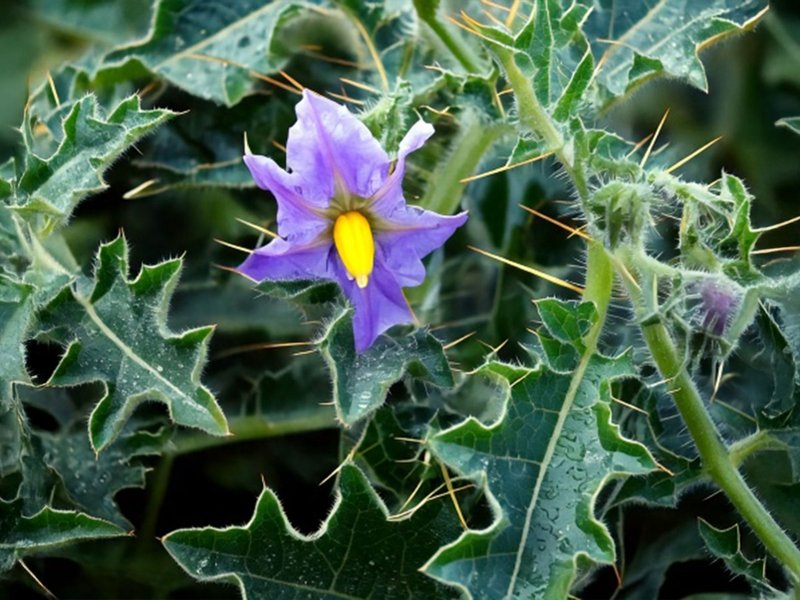 खांसी या दमा की समस्या से हैं परेशान, इस आयुर्वेदिक औषधि से मिलेगा आराम