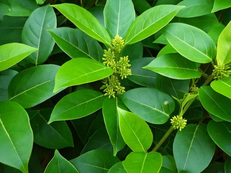 गुड़मार: डायबिटीज के मरीजों के लिए चमत्कारी जड़ी-बूटी, मीठे की क्रेविंग को भी करे कंट्रोल