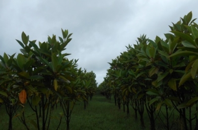 Air pollution increasingly threatening the mangrove ecosystem of Sunderbans: Study