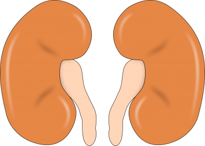 Madras HC quashes denial of kidney transplant over 'proof of friendship'