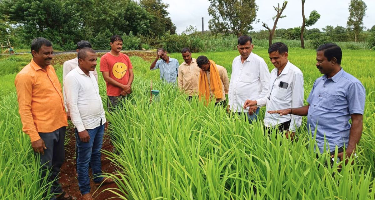 Farmers In Six Villages Of Maharashtra's Shirala Ditch High-yielding Varieties, Farmers In Six Villages Of Maharashtra's Shirala Ditch High-yielding Varieties,-TeluguStop.com