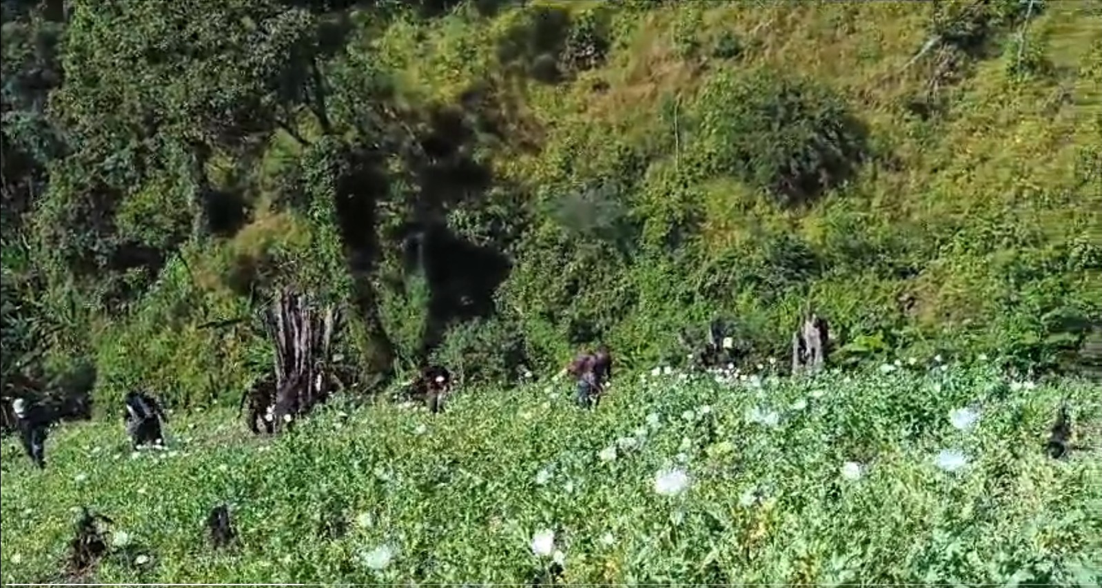 After destruction of crop, section of farmers in Manipur try to re-cultivate poppy for making drugs After destruction of crop, section of farmers in Manipur try to re-cultivate poppy for making drugs
