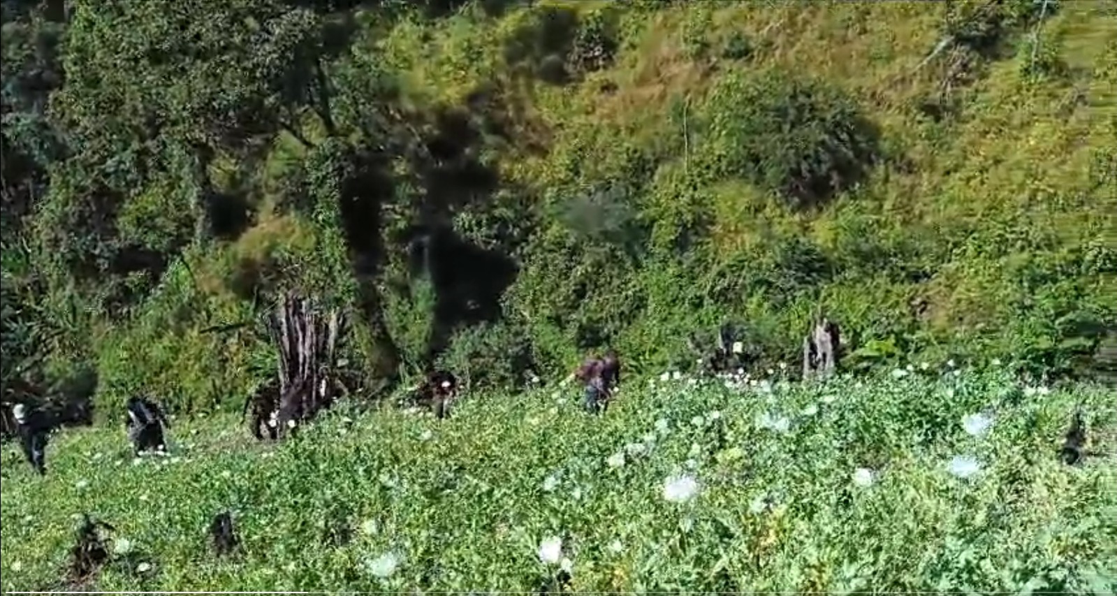 After destruction of crop, section of farmers in Manipur try to re-cultivate poppy for making drugs