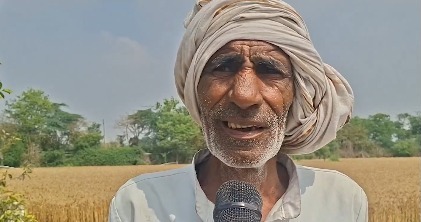 Flattened and submerged crops in Punjab field after unseasonal rains