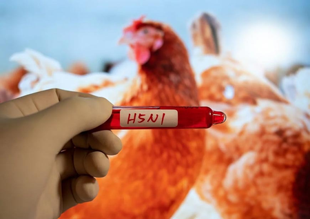H5N1 bird flu could take hold in New Zealand within months: Govt