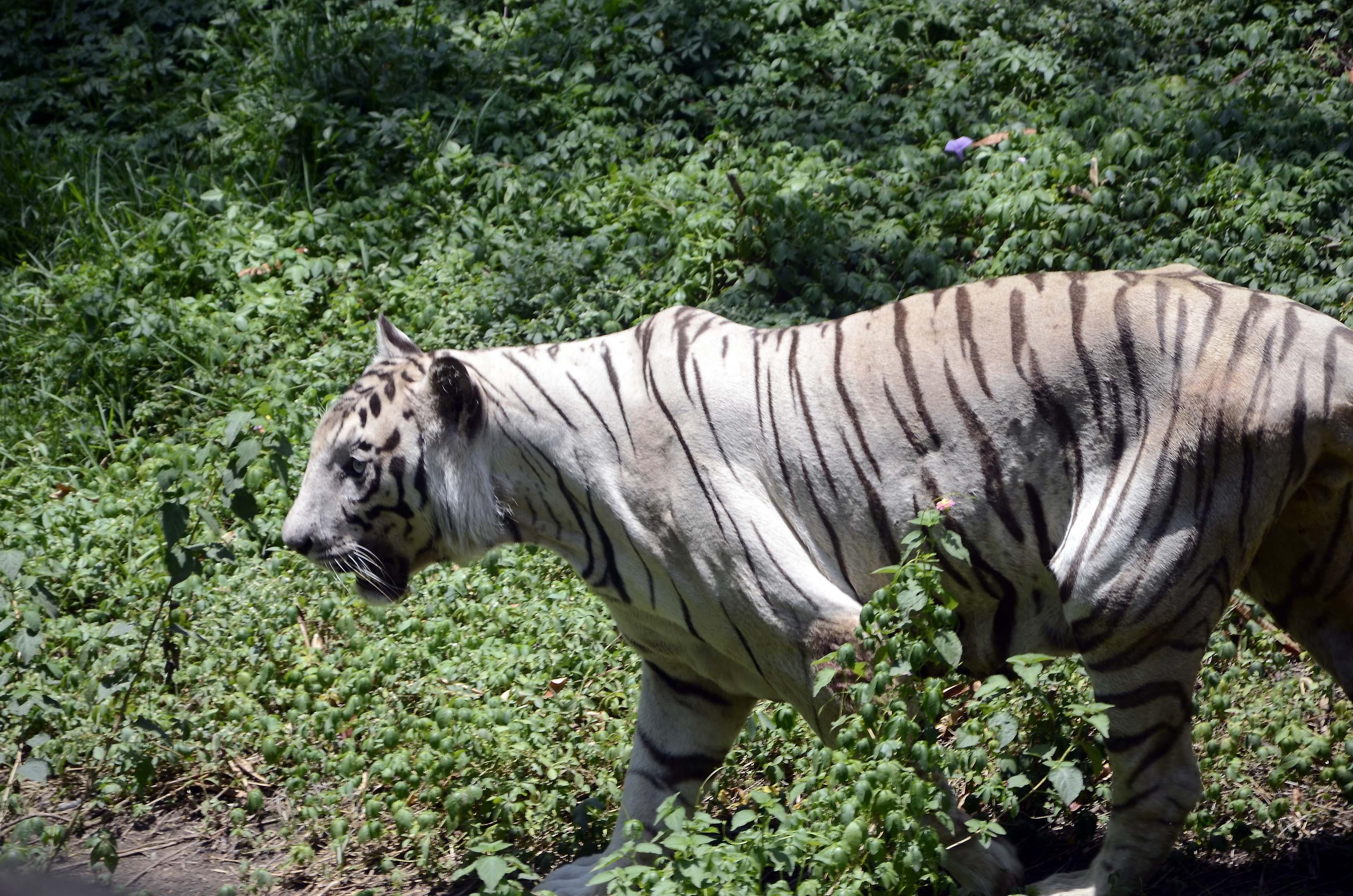Tigress Bites Off Her Own Tail In Lucknow Zoo Tigress Bites Off Her Own Tail In Lucknow Zoo-TeluguStop.com