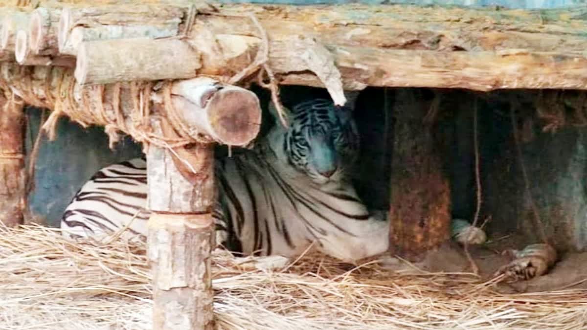 Tiger Cub Dies At Bengal Safari Park, 2nd Such Death In A Month Tiger Cub Dies At Bengal Safari Park, 2nd Such Death In A Month-TeluguStop.com