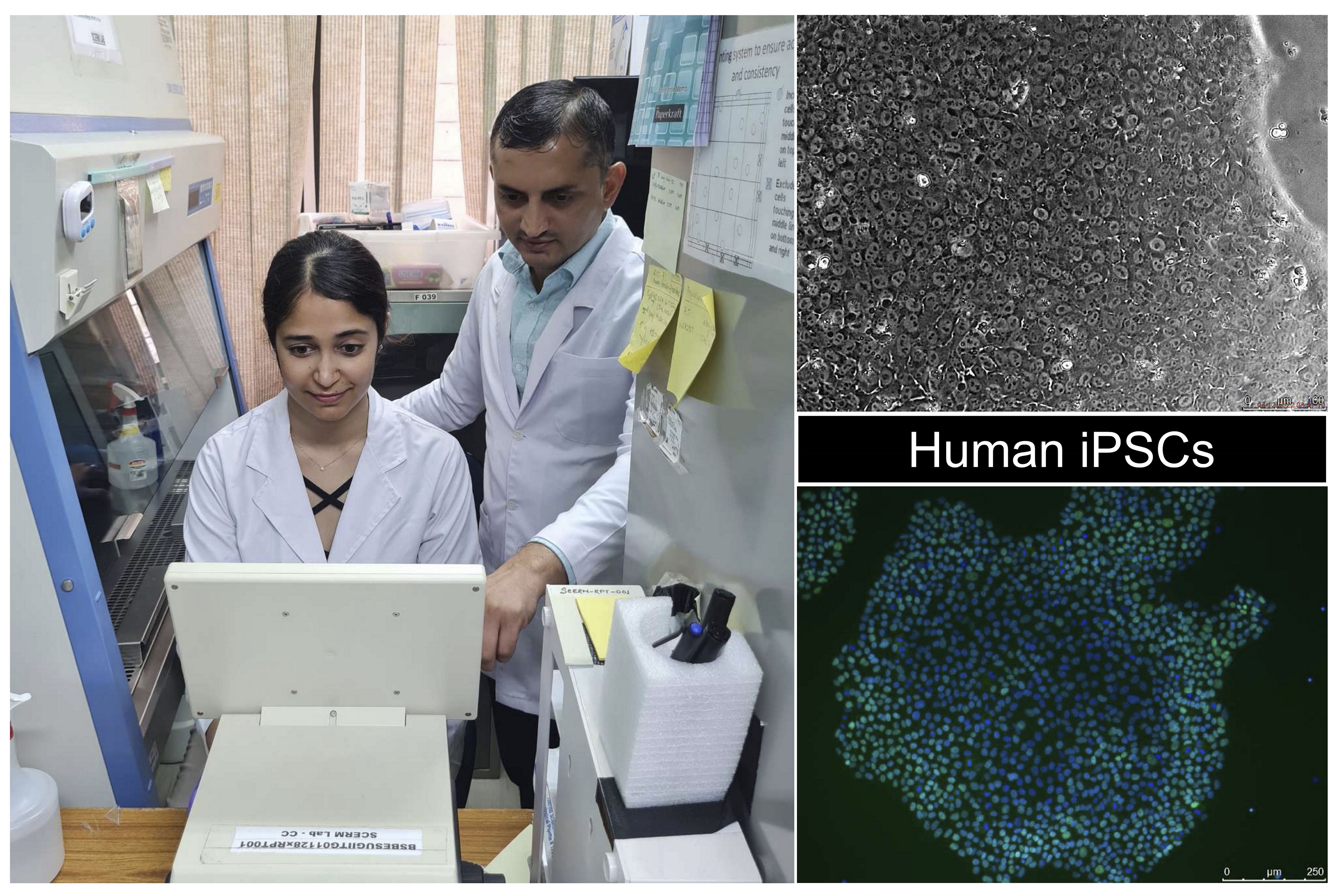 Researchers from IIT Guwahati produce pluripotent stem cells from skin cells Researchers from IIT Guwahati produce pluripotent stem cells from skin cells