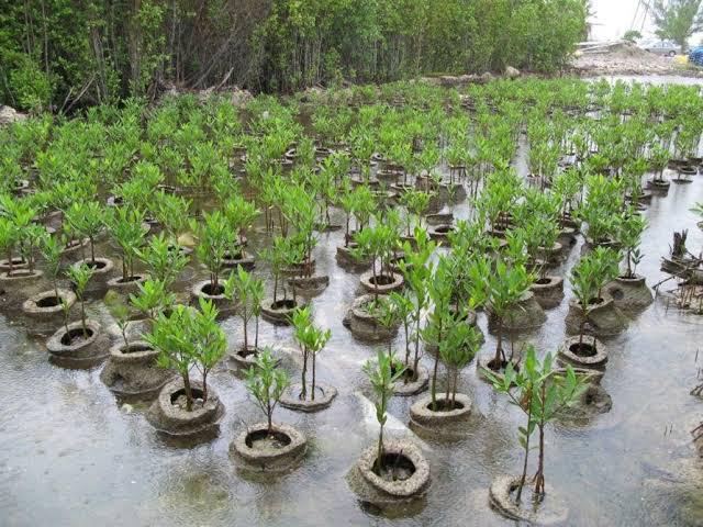 TN to plant saplings in Ramanathapuram for protection from offshore winds