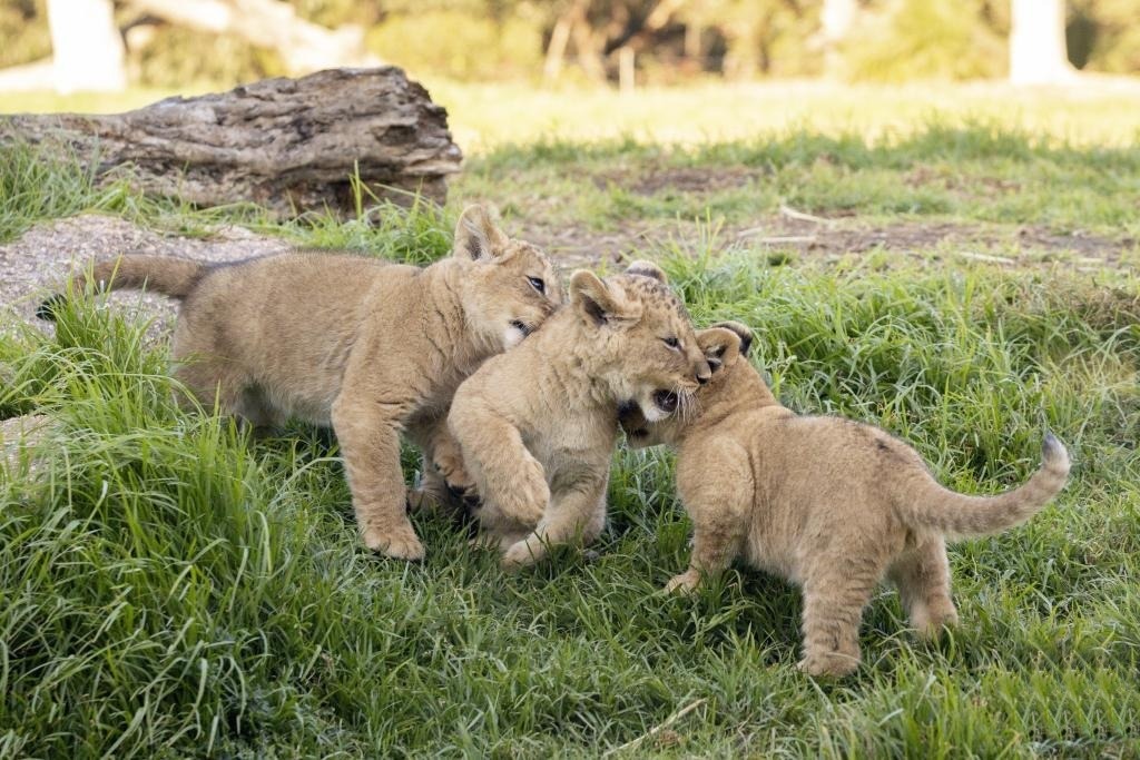 10-week-old lion cubs get names at Australia zoo from over 360,000 votes