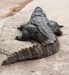14-ft alligator caught with human body in Florida 14-ft alligator caught with human body in Florida