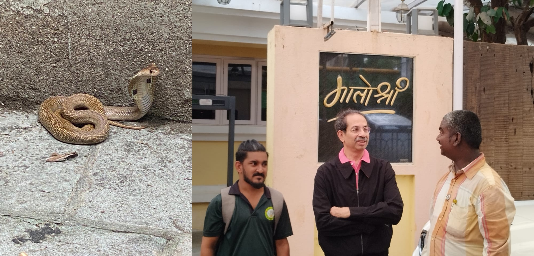  “snake In The Tiger’s Shadow”: Deadly Cobra Rescued From Thackeray Home-TeluguStop.com