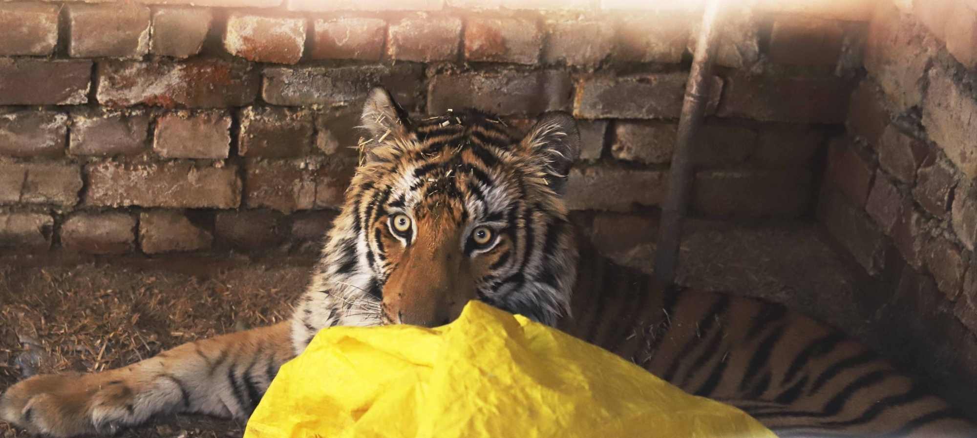  Tigress Tranquilised, Captured In Pilibhit Reserve-TeluguStop.com