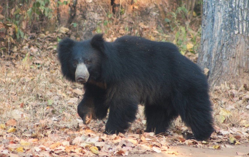  World’s Largest Sloth Bear Sanctuary In Taj City Celebrates First Anniv Of 'wo-TeluguStop.com