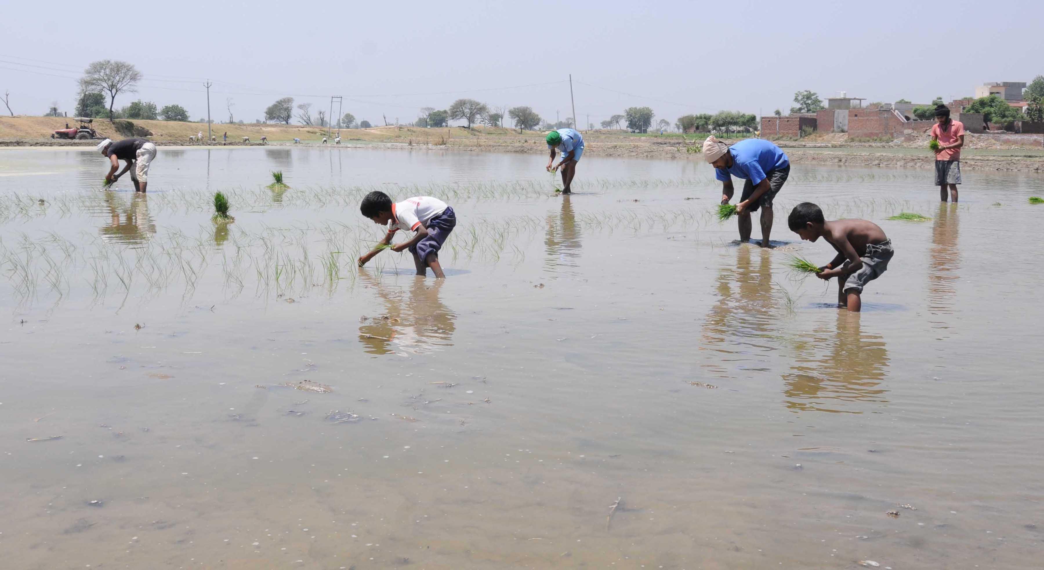 Government official discussing adequate seed stock availability for agriculture