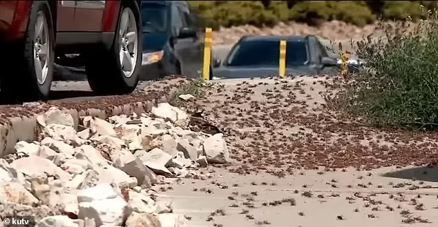 Extreme heat in US worsens insect infestations