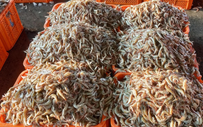 EU lists 102 new Indian fishery establishments for exports: Govt