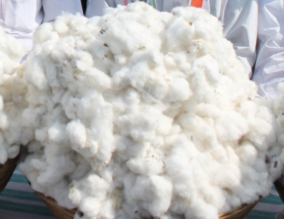 Cotton cultivation sees 20 per cent surge in Punjab, says minister