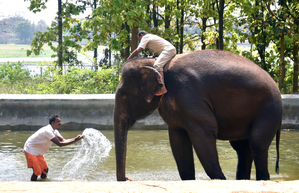 Training of TN mahouts, cavadis to commence in Thailand from today