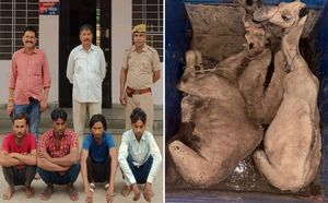 4 from Haryana held for smuggling camels in pickup van 4 from Haryana held for smuggling camels in pickup van