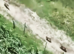 Wolf attacks continue in Bahraich, death toll touches 8