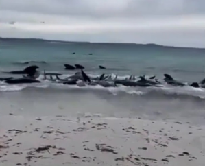 Australian authorities to euthanize 90 stranded false killer whales Australian authorities to euthanize 90 stranded false killer whales