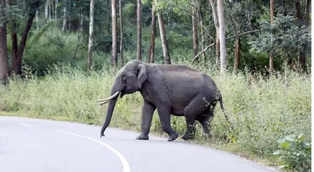Rampaging elephants kill seven in Jharkhand’s Gumla and Simdega