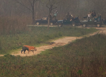 Assam's Kaziranga witnesses an all time high of over 4.06 lakh tourists in 2024-25